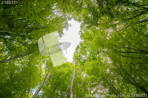 Image of Photo of some trees in the forest