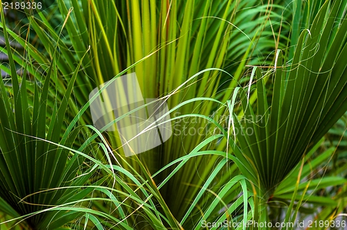 Image of Closeup photo of a palm tree