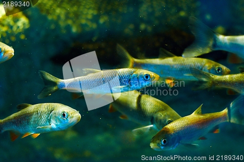 Image of Small fish in the water