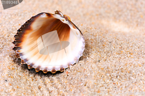 Image of Sea shell in soft sand