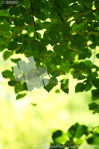 Image of some fresh green leaves 