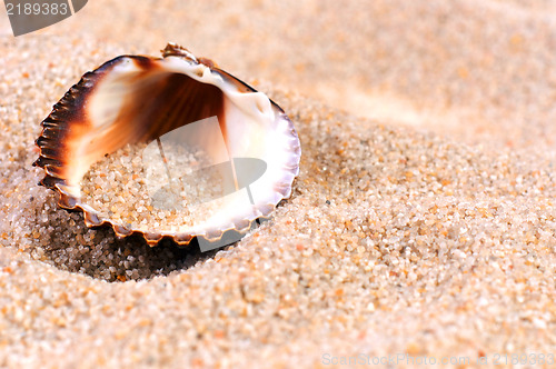Image of Sea shell in soft sand