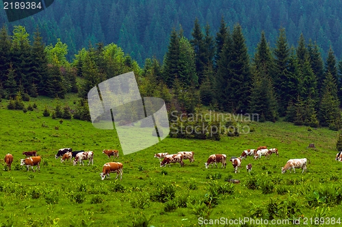 Image of Some cows at the mountains