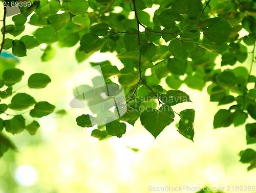 Image of some fresh green leaves 