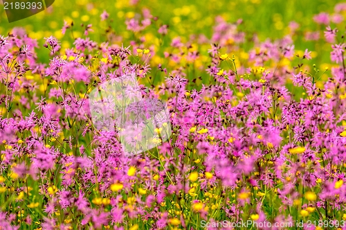 Image of Beautiful flowers on the field