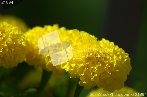 Image of Marigolds