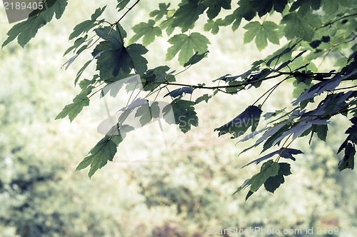 Image of some fresh green leaves 