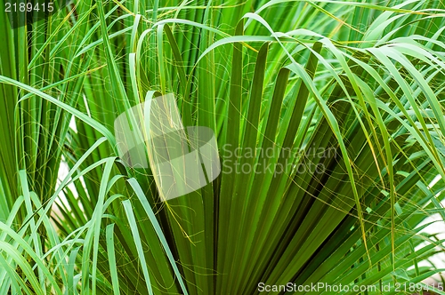 Image of Closeup photo of a palm tree