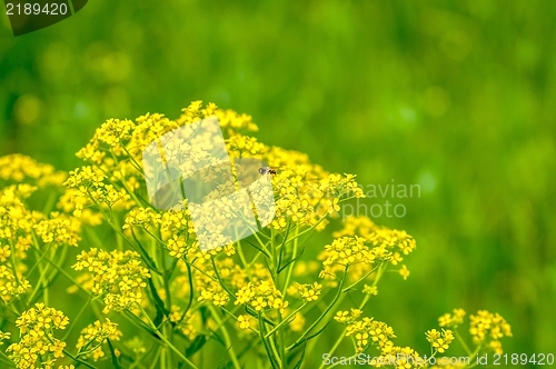 Image of Beautiful flowers on the field