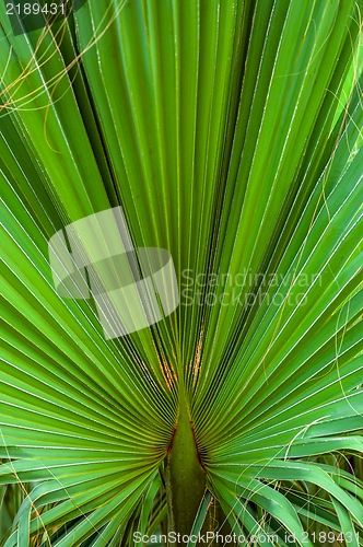 Image of Closeup photo of a palm tree