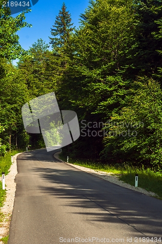 Image of Road in the forest on a sunny day