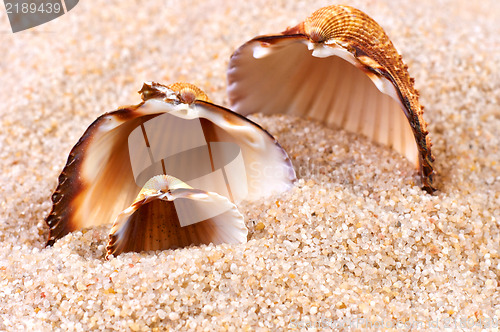 Image of Sea shell in soft sand