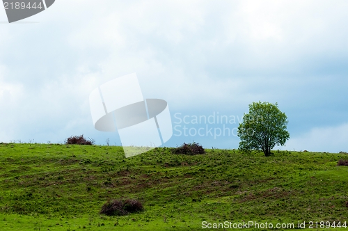 Image of Hill with small tree
