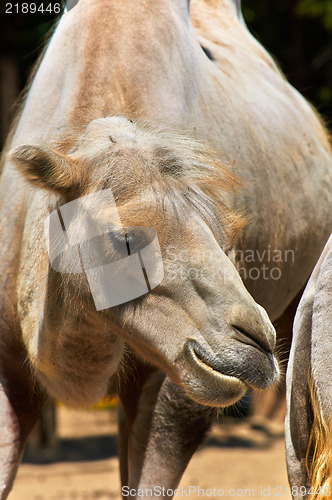 Image of Funny camel in the zoo