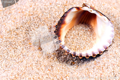 Image of Sea shell in soft sand