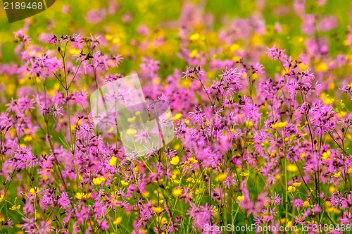 Image of Beautiful flowers on the field