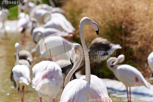 Image of Flamingo in the swamp