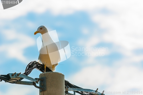 Image of Seagull on electric tower