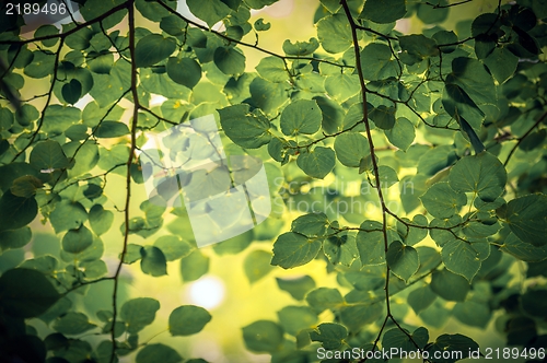 Image of some fresh green leaves 