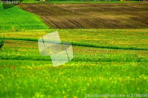 Image of Green fields with green grass