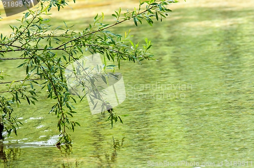 Image of Closeup photo of some fresh green leaves 