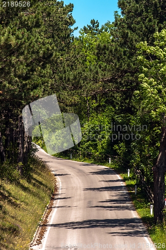 Image of Road in the forest on a sunny day