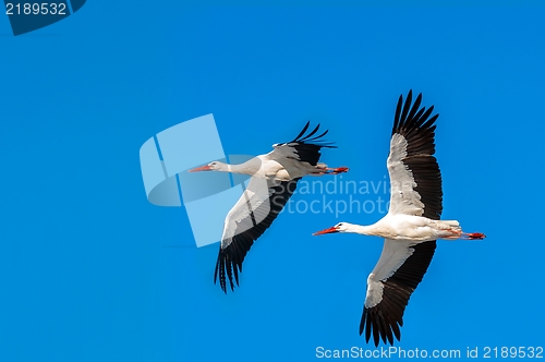 Image of Stork at winter