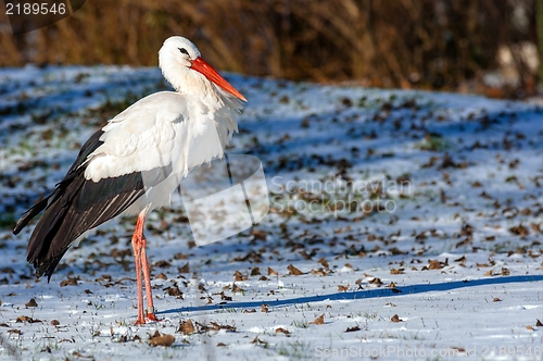 Image of Stork at winter