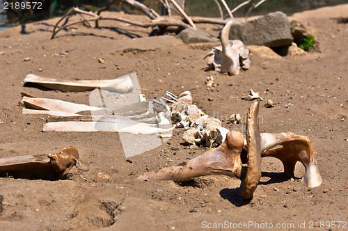 Image of Remains of a dead animal in the sand