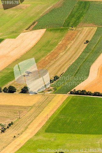 Image of Green fields aerial view before harvest
