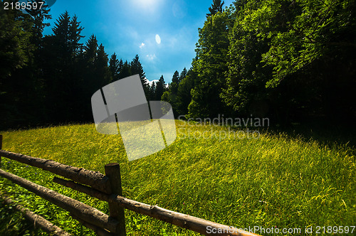 Image of Green field with yellow flowers