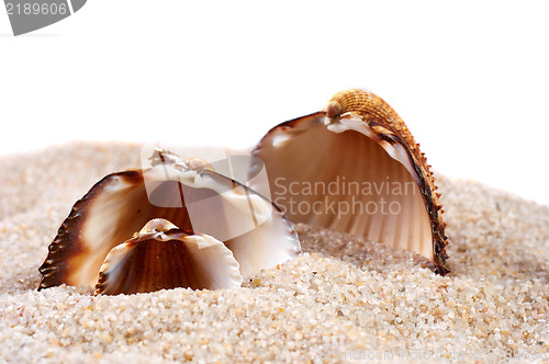 Image of Sea shell in soft sand