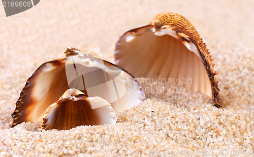 Image of Sea shell in soft sand