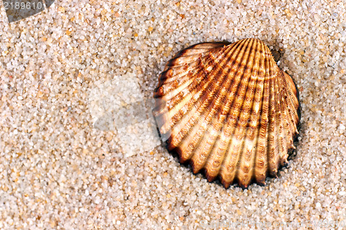 Image of Sea shell in soft sand