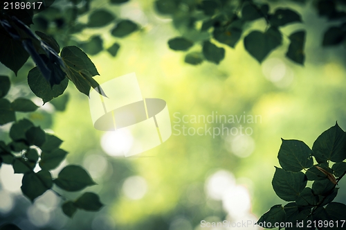 Image of some fresh green leaves 