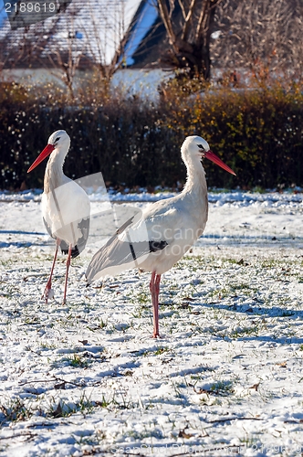 Image of Stork at winter