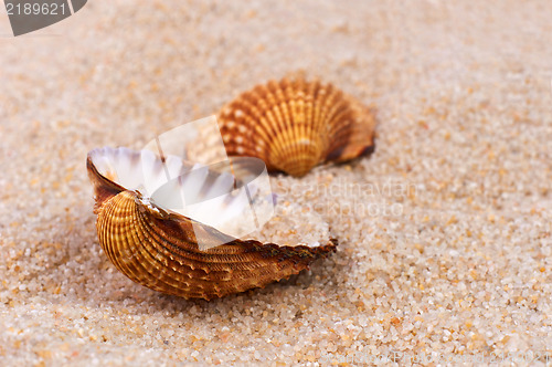 Image of Sea shell in soft sand