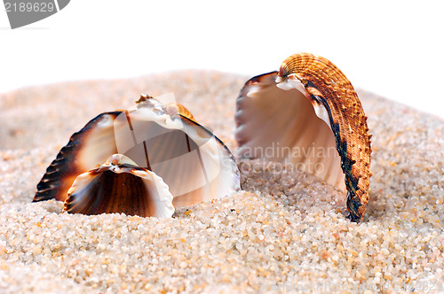 Image of Sea shell in soft sand
