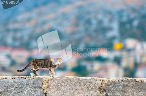 Image of Cat outdoors