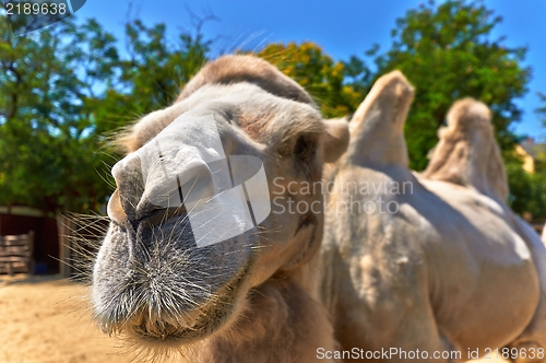 Image of Funny camel in the zoo