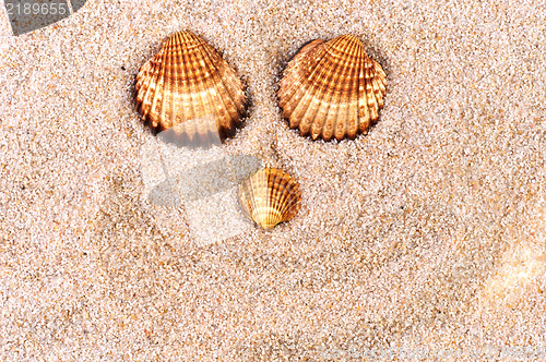 Image of Sea shell in soft sand