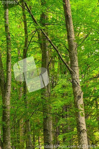 Image of Photo of some trees in the forest