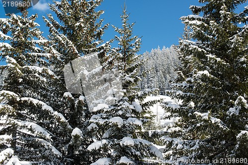 Image of Winter pine