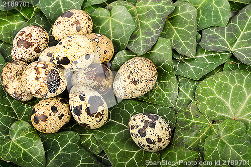 Image of Nest of quail eggs among green leaves