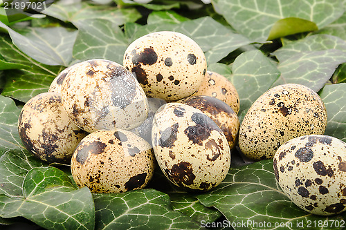 Image of Quail eggs on a background of green leaves