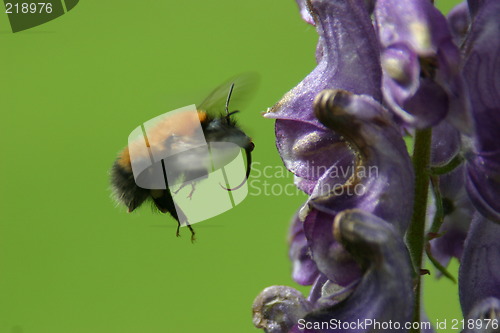 Image of Bee in the air