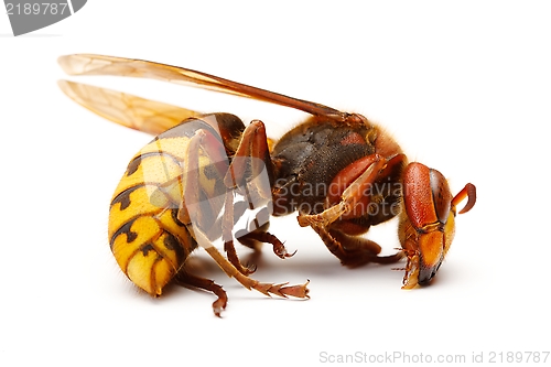 Image of European hornet, Vespa crabro