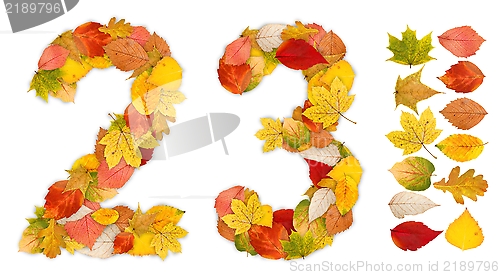 Image of Numbers 2 and 3 made of autumn leaves