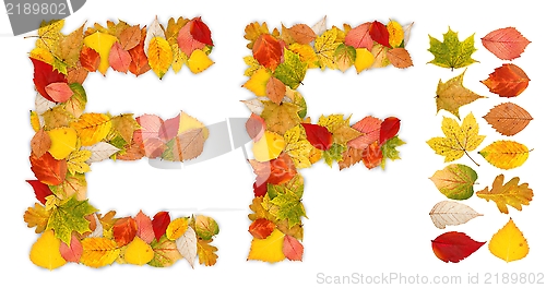 Image of Characters E and F made of autumn leaves