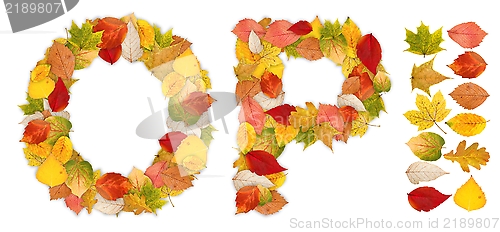 Image of Characters O and P made of autumn leaves